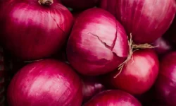 Unveiling the Layers of Onion: A Comprehensive Exploration