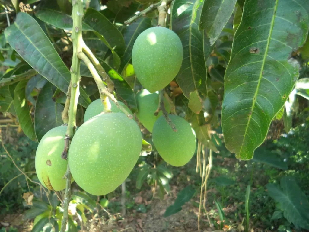 ripe mangoes on mango tree