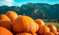 “Pumpkins Power: Exploring Its Rich History and Health Benefits”